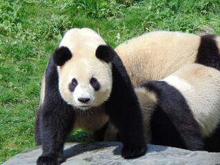 panda pairi daiza