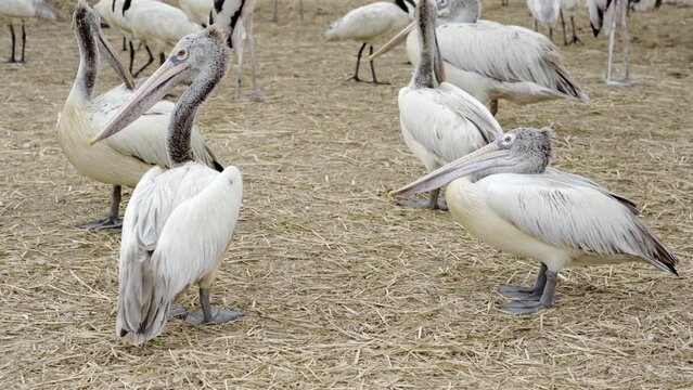 Close up of a flock of Spot-billed Pelicans or Gray Pelicans standing on the ground.