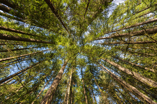 Low angle looking up at tall green trees of the Pacific Northwest forest