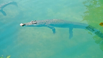 Wild African alligators float in the water, plunging to the bottom of the river