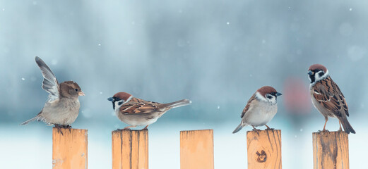 photos with small funny birds sparrows sitting on the fence in the winter garden in the village