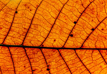 A photo of the anatomy of a late autumn leaf, paying attention to the arrangement of conductive bundles, commonly known as leaf nerves. The falling leaves of green plants come from Podlasie in Poland.