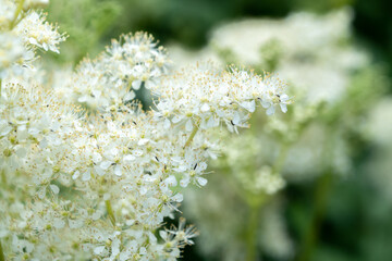 close up of white flowers arrowwood viburnum - obrazy, fototapety, plakaty