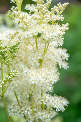 Close up white tiny flowers arrowwood viburnum