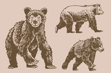 Fototapeta na wymiar Graphical vintage set of bears ,sepia background, vector elements of grizzly bear 