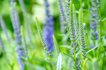 Close up of beautiful purple flower longleaf speedwell