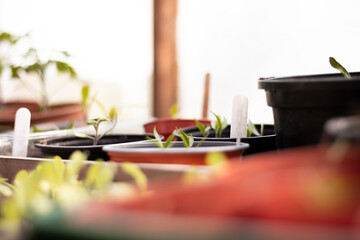 Plants in greenhouse