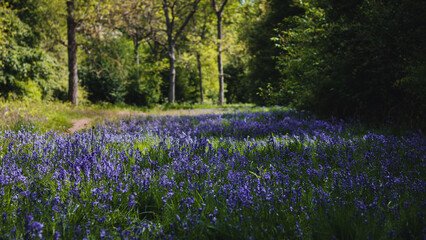 Naklejka premium Bluebell field in forest
