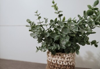 Plant in crocheted pot against white shiplap wall