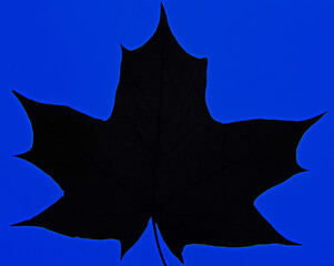 A photo of the anatomy of a late autumn leaf, paying attention to the arrangement of conductive...