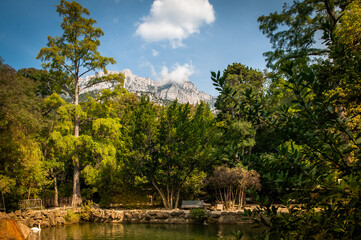Fototapeta na wymiar Amazing, beautiful park with tall trees, a lake and a swimming swan. High mountains against the backdrop of nature on a summer sunny day