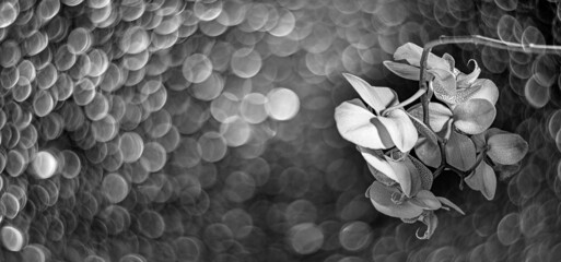 white orchid on black background - monochromatic picture with beautiful bokeh