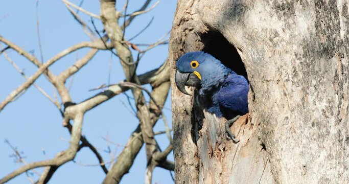Close up of a Hyacinth macaw nesting in a palm tree, South Pantanal, Brazil.