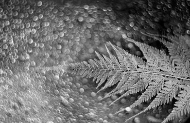 fern leaf close up in black and white