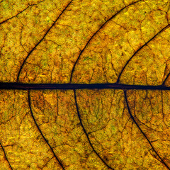 A photo of the anatomy of a late autumn leaf, paying attention to the arrangement of conductive bundles, commonly known as leaf nerves. The falling leaves of green plants come from Podlasie in Poland.