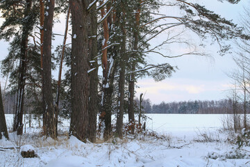 snow covered trees in winter
