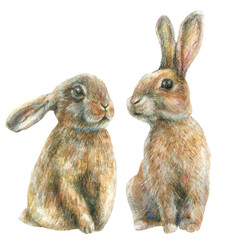 Watercolor set of cute hares for easter holiday
