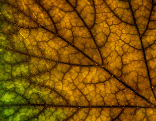 Obraz premium A photo of the anatomy of a late autumn leaf, paying attention to the arrangement of conductive bundles, commonly known as leaf nerves. The falling leaves of green plants come from Podlasie in Poland.