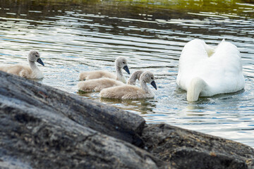 Mute swan (Cygnus olor) bird family with cygnets swimming together in the Baltic sea