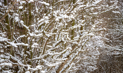 Trees in the Winter