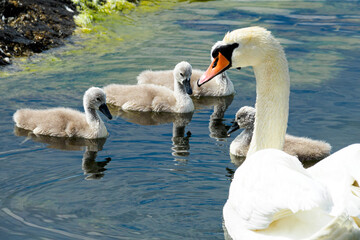Obraz premium Mute swan (Cygnus olor) bird family with cygnets swimming together in the Baltic sea