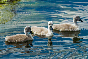 Obraz premium Mute swan (Cygnus olor) bird family with cygnets swimming together in the Baltic sea