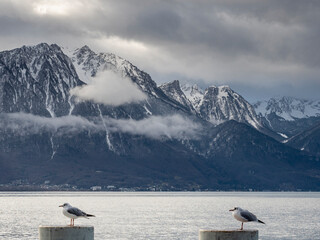Swiss Landscape