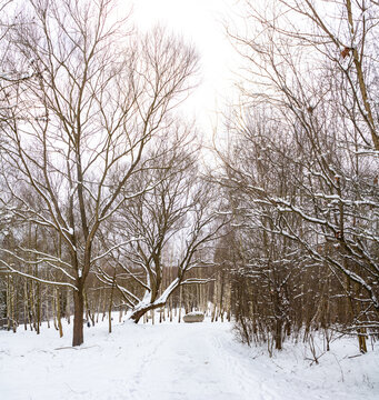 Woods in the Winter