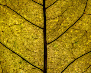 A photo of the anatomy of a late autumn leaf, paying attention to the arrangement of conductive...