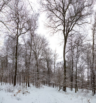 Woods in the Winter