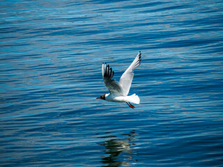 Black-headed gull flying close to the water. Reflection. Surface.