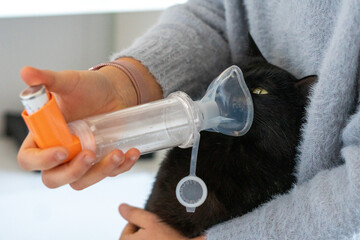 A black cat taking its daily dose of a cough curative medicine. A young woman giving her cat its...