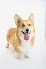 Red-haired corgi dog on a white background