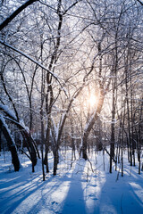 Winter forest landscape. The sun shines through the snow-covered trees.