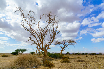 Desert landscape, dry acacia tree, northern Arava - obrazy, fototapety, plakaty
