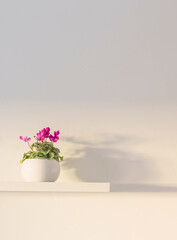 cyclamen in flowerpot on wooden shelf on background white wall