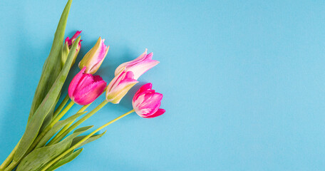 Valentine's day greeting card; bouquet of pink tulips on blue background; copy space