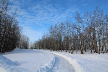Snowy Path, Elk Island National Park, Alberta