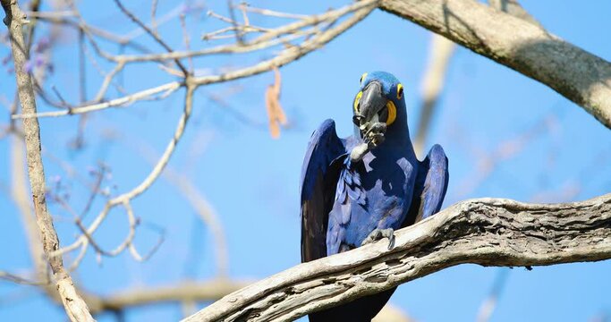 Close up of a Hyacinth macaw eating nut in a palm tree, South Pantanal, Brazil.