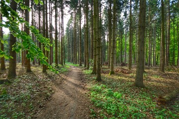 footpath in the forest