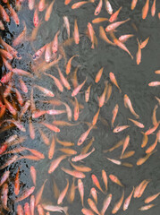 group of orange fish swim in pond water. natural wild life fancy animal feeding.
