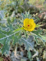 Argemone mexicana is a species of poppy found in Mexico and now widely naturalized in many parts of the world.