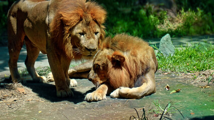Males of wild African lions in the wild with a large mane lie on the ground during the day under the rays