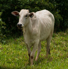 white nelore cattle in the pasture of a brazilian farm