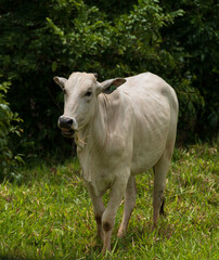 white nelore cattle in the pasture of a brazilian farm