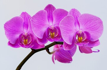 Fototapeta na wymiar Lila Orchid