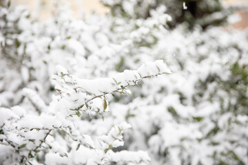 Branch of green tree under the snow. The concept of climate change, ice age, abnormal weather on the planet. Soft focus.