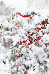 Close up of rowanberries under the snow. Soft focus.