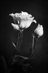 Białe kwiaty eustomy na czarnym tle