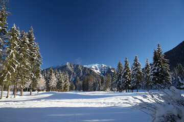 Row with snow-covered pine trees in a tranquil winter landscape
